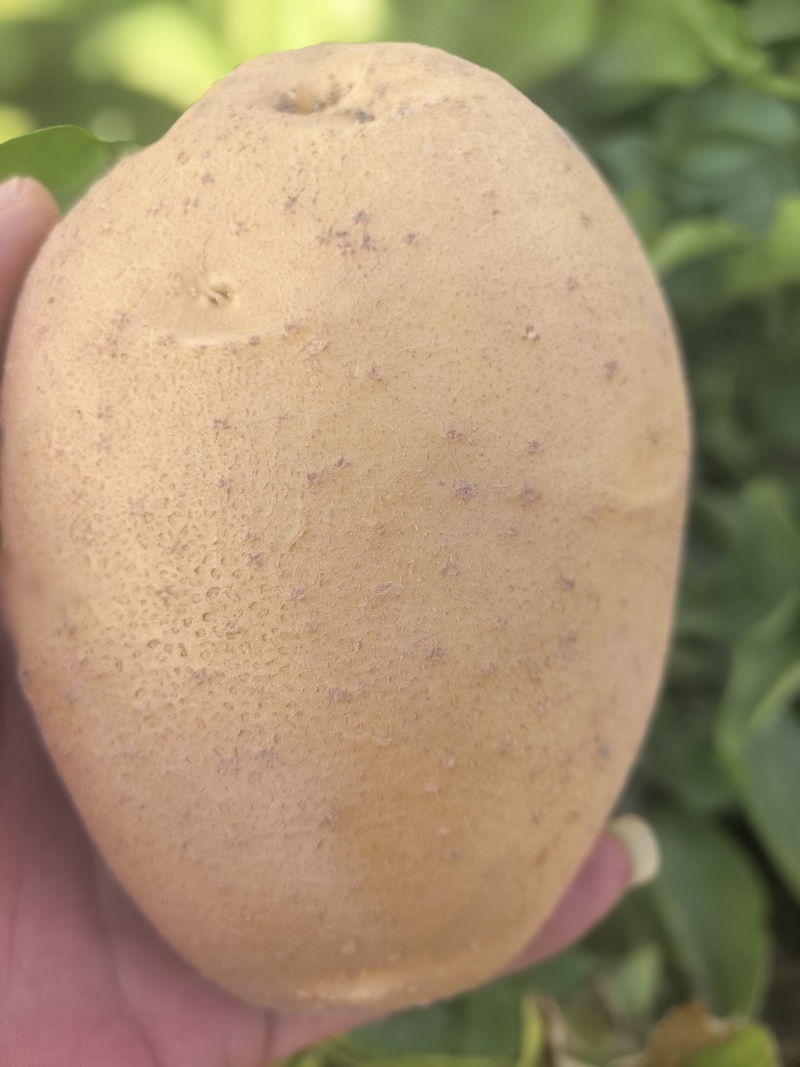 西森77号，西森6号，沃土，大西洋，