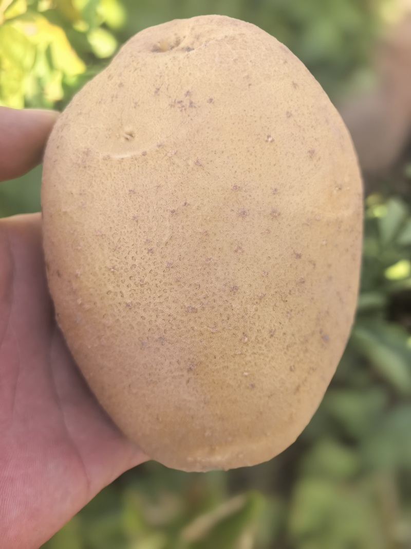 西森77号，西森6号，沃土，大西洋，