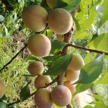 秋李子大量有货