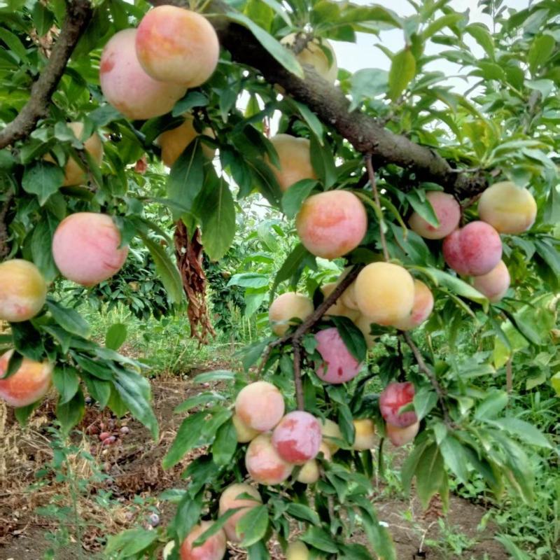 河南沙壤土千围红里