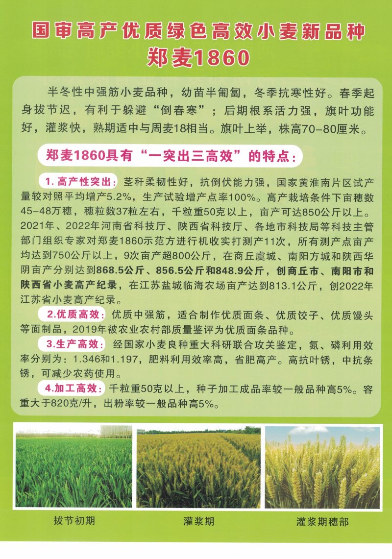 郑麦1860小麦种子河南省农科院培育高产新品种