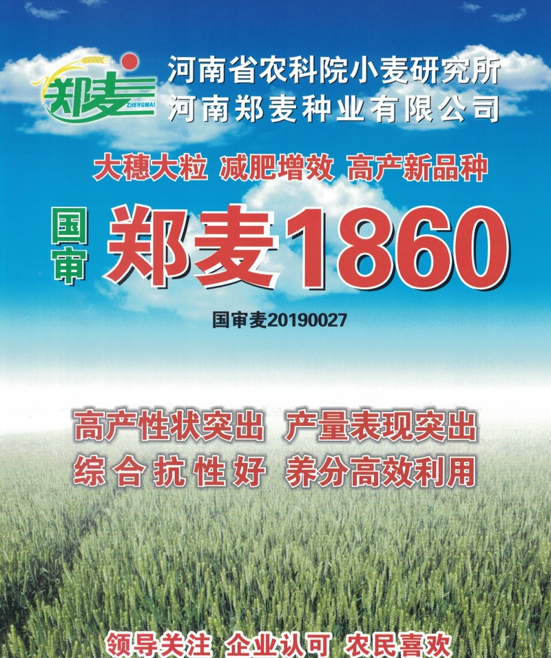 郑麦1860小麦种子河南省农科院培育高产新品种