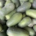 山东聊城莘县黑皮冬瓜7000斤现货
