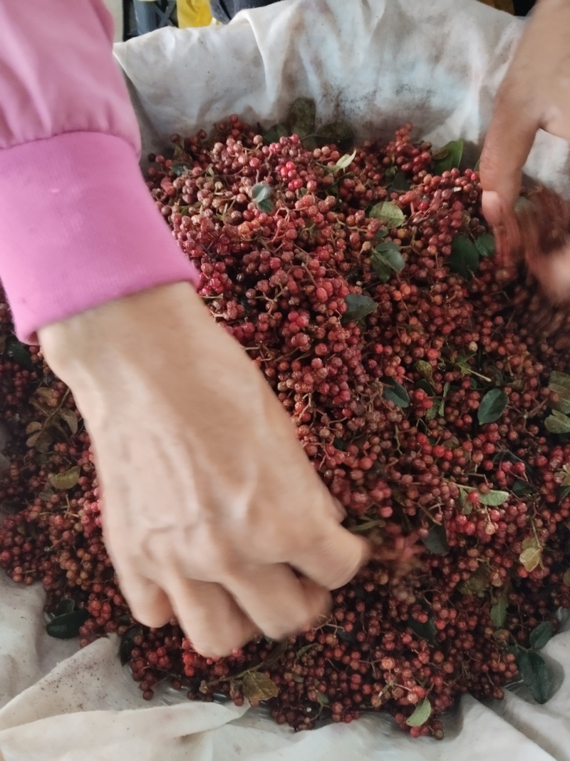 云南新鲜花椒现摘