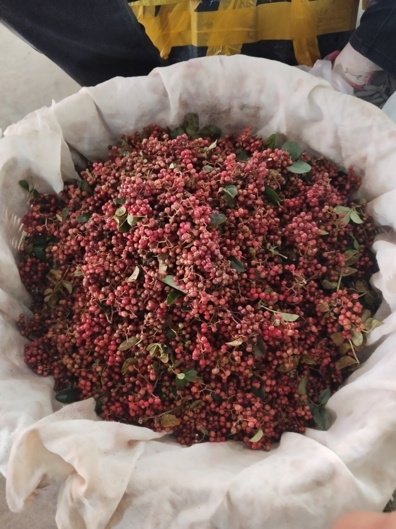 云南新鲜花椒现摘