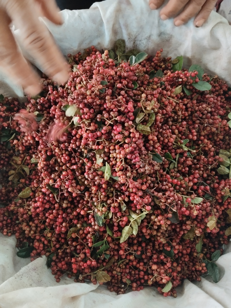 云南新鲜花椒现摘