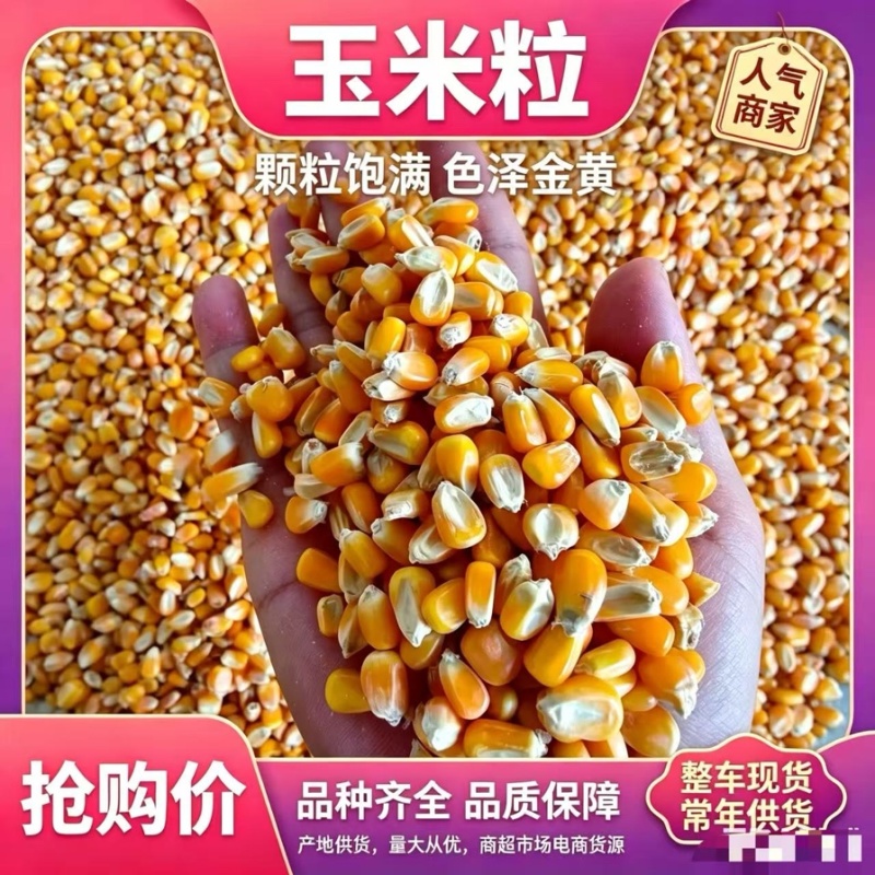 山东玉米粒品质保证诚信经营欢迎联系各规格都有价格优惠