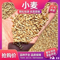 山东小麦品质保证诚信经营欢迎联系各品质都有价格优惠
