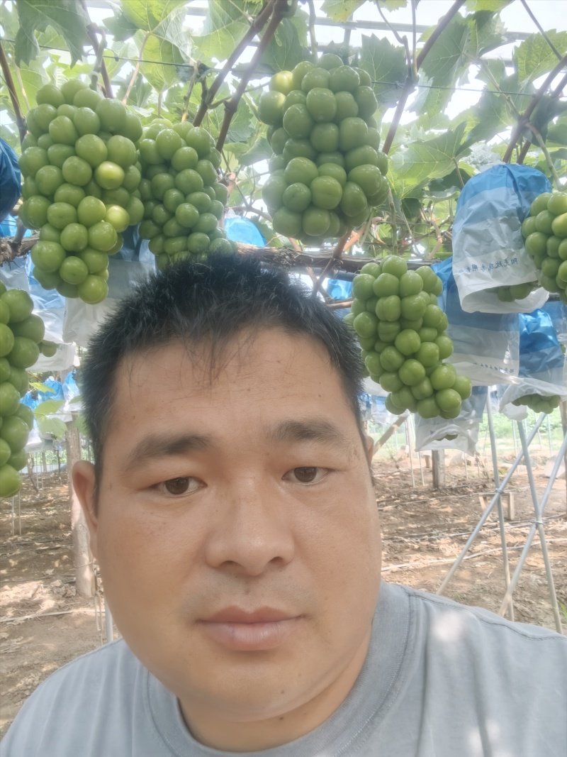 2026湖南阳光玫瑰熟了欢迎各位客商过来订货一条龙服务