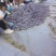 山东冠县西梅，质量好口感好，