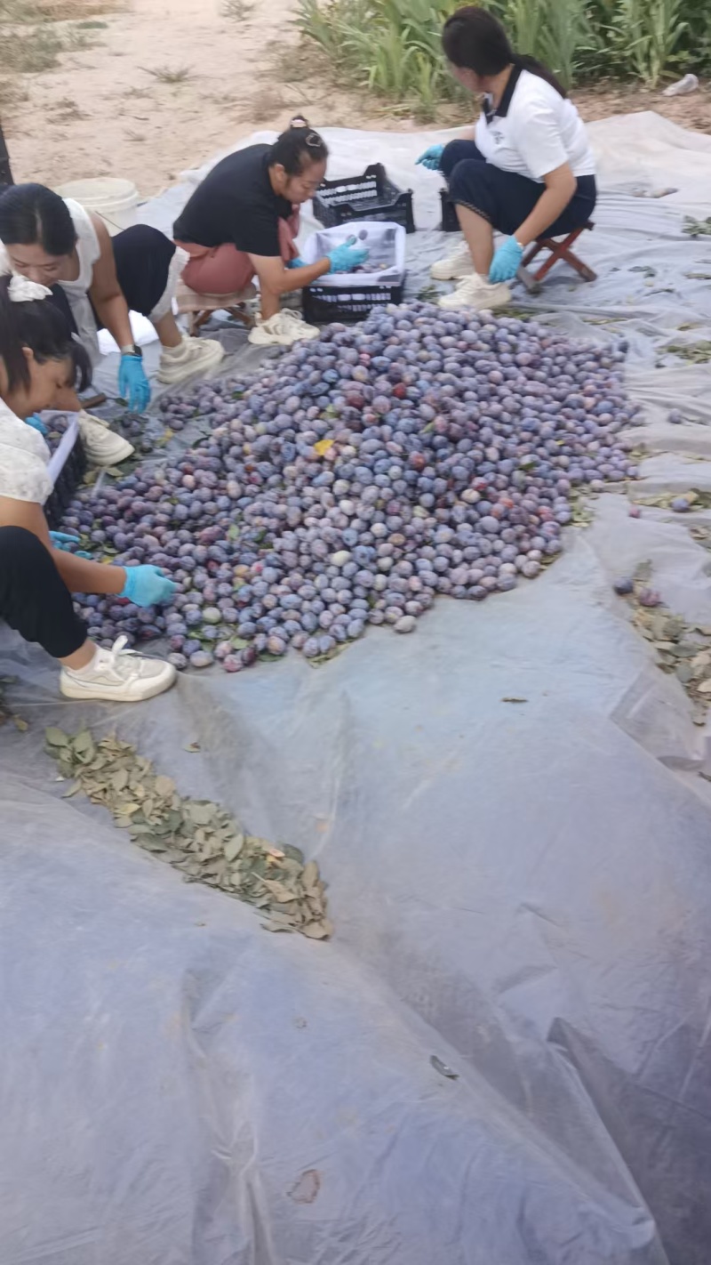 山东冠县西梅，质量好口感好，