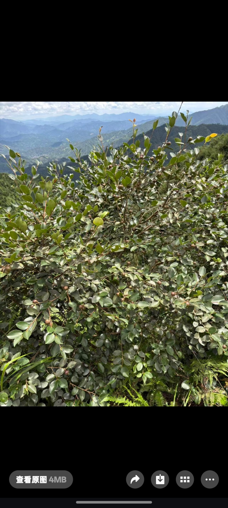 黄土坡生油茶子