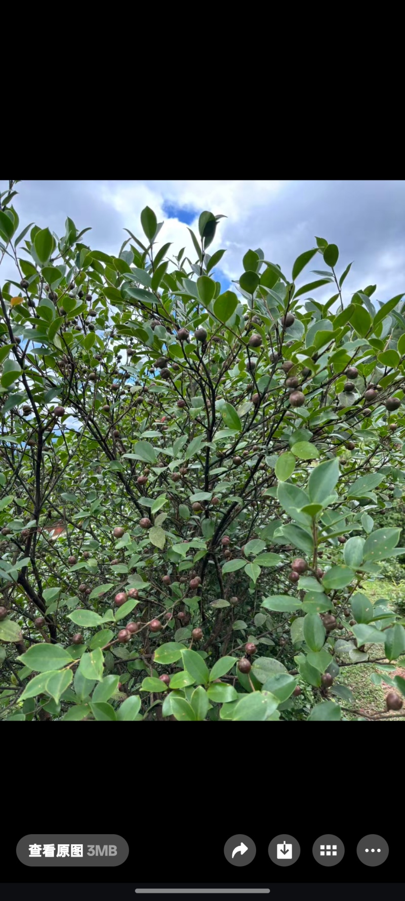 黄土坡生油茶子