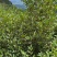 黄土坡生油茶子