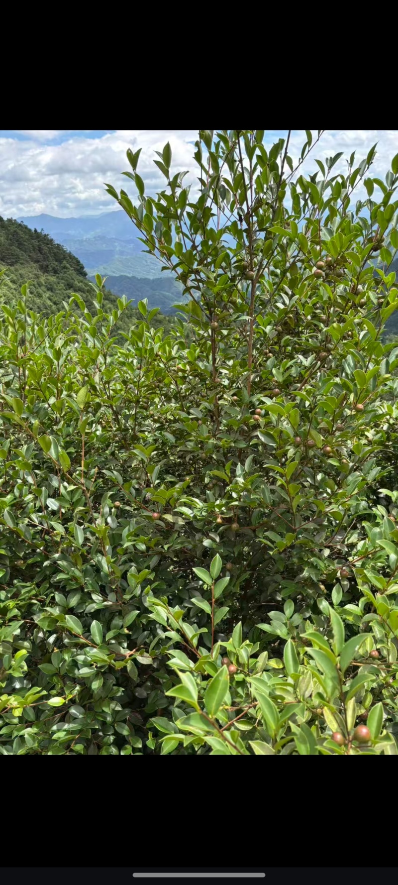 黄土坡生油茶子