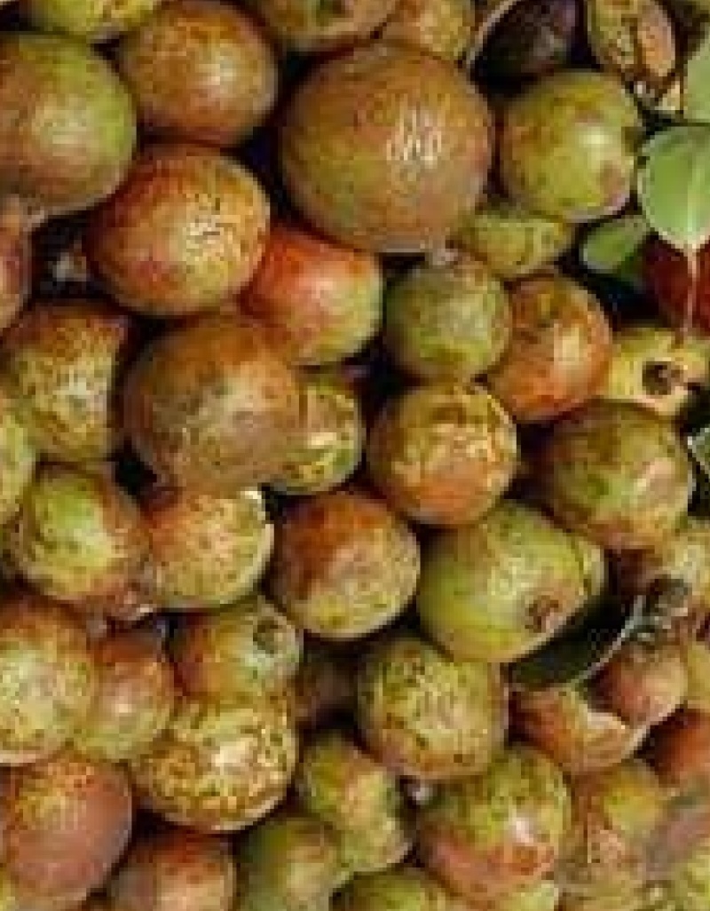 黄土坡生油茶子