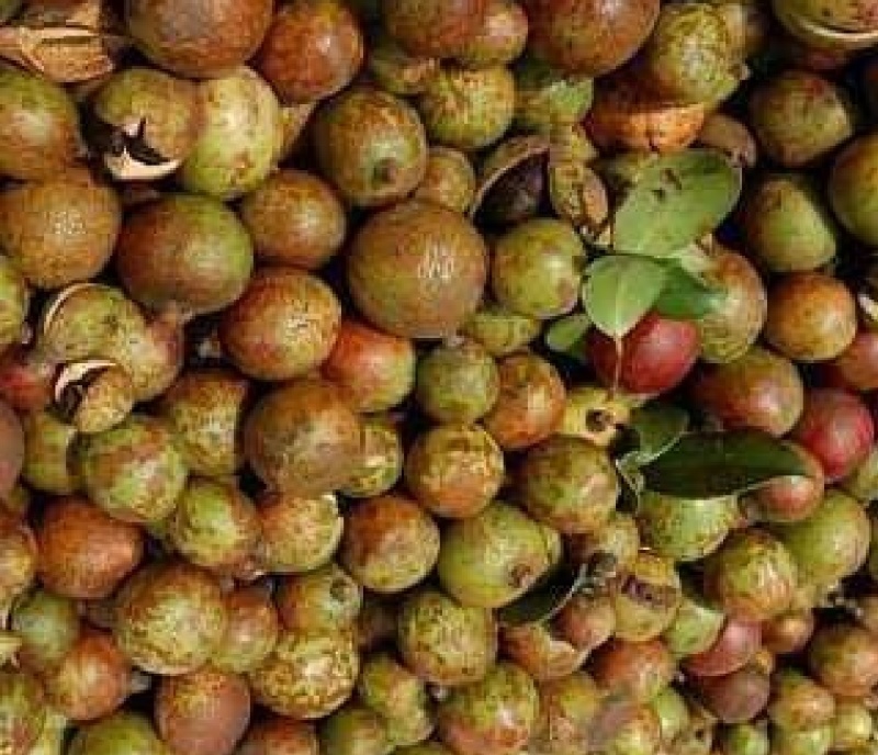 黄土坡生油茶子
