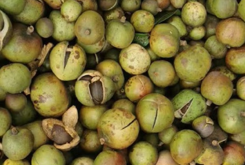 黄土坡生油茶子