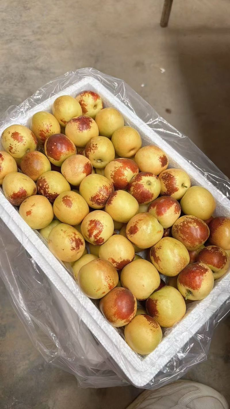 陕西大荔冷棚冬枣现摘现发，脆甜多汁，产地直供