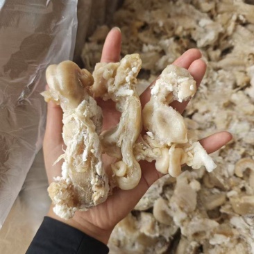 熟羊胎盘