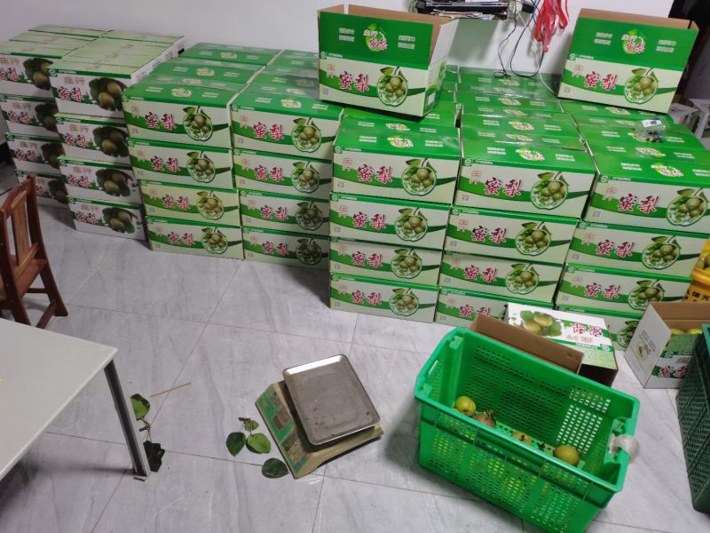 正宗上海庄行蜜梨大量批发零售