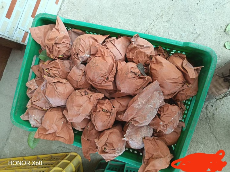 翠冠梨，鹰嘴桃