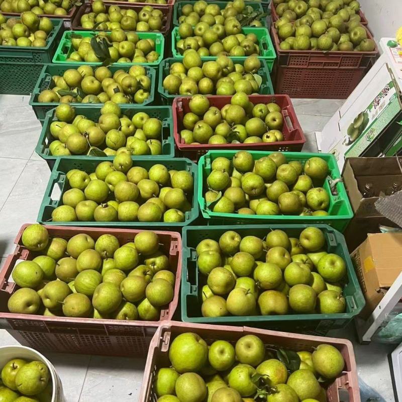 正宗上海庄行蜜梨大量批发零售