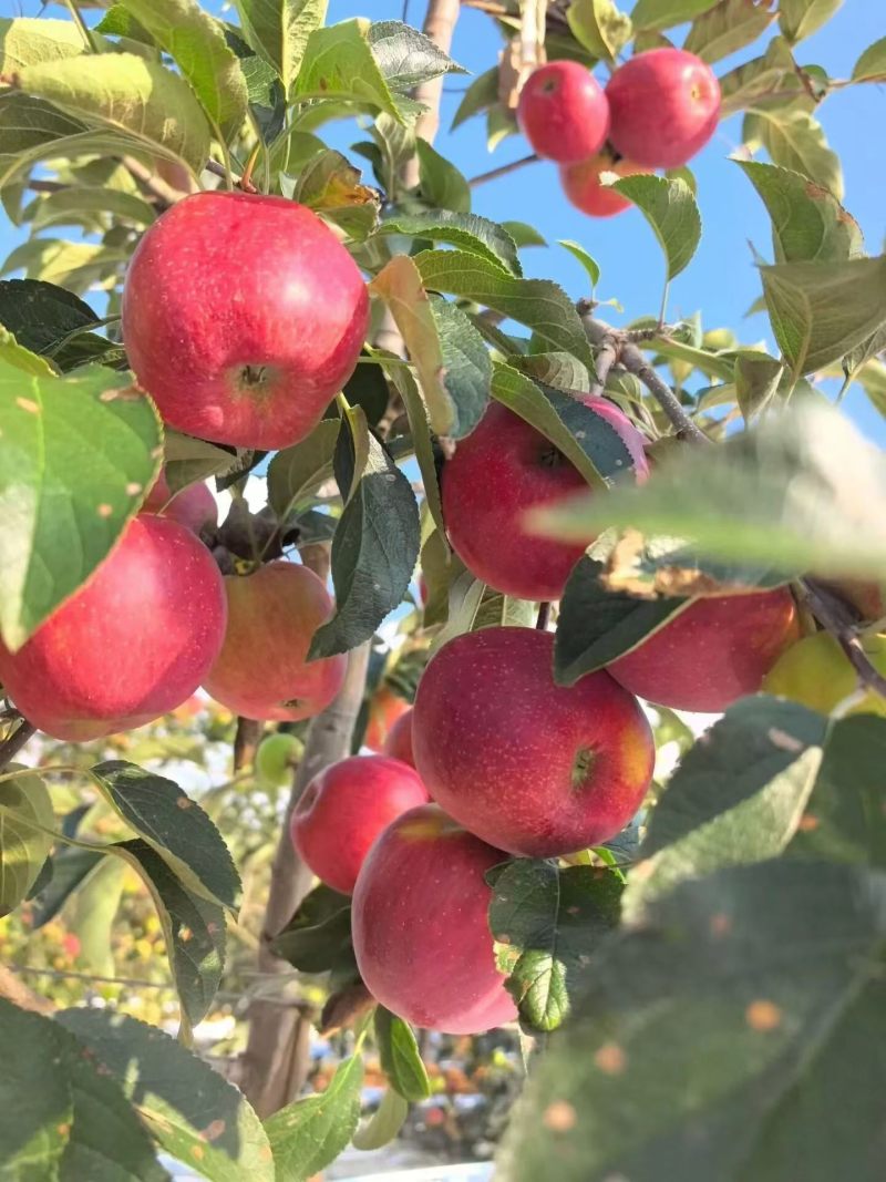 昭通苹果苹果