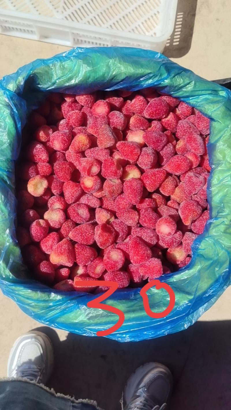 云南，昭通巧家马树，会泽，速冻草莓，鲜果草莓自产自销