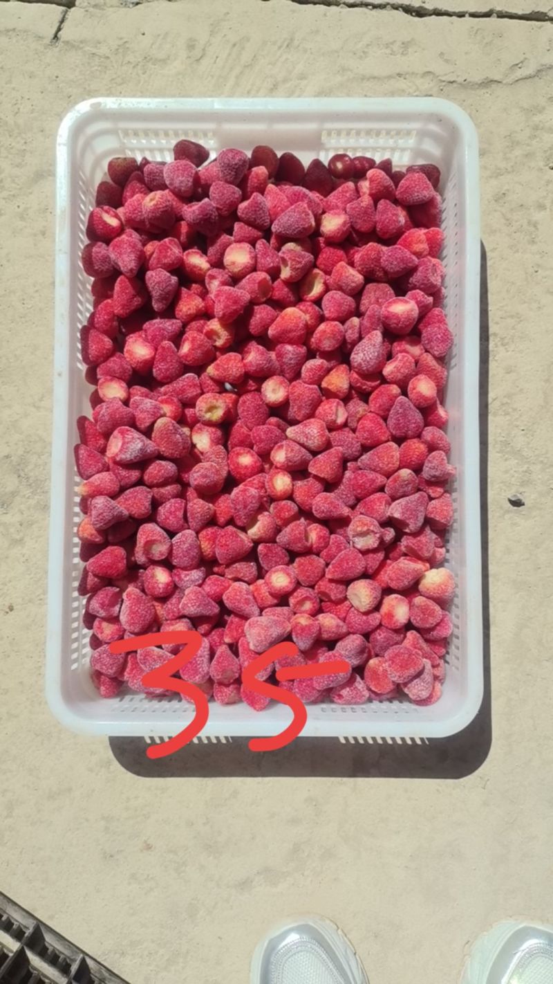 云南，昭通巧家马树，会泽，速冻草莓，鲜果草莓自产自销