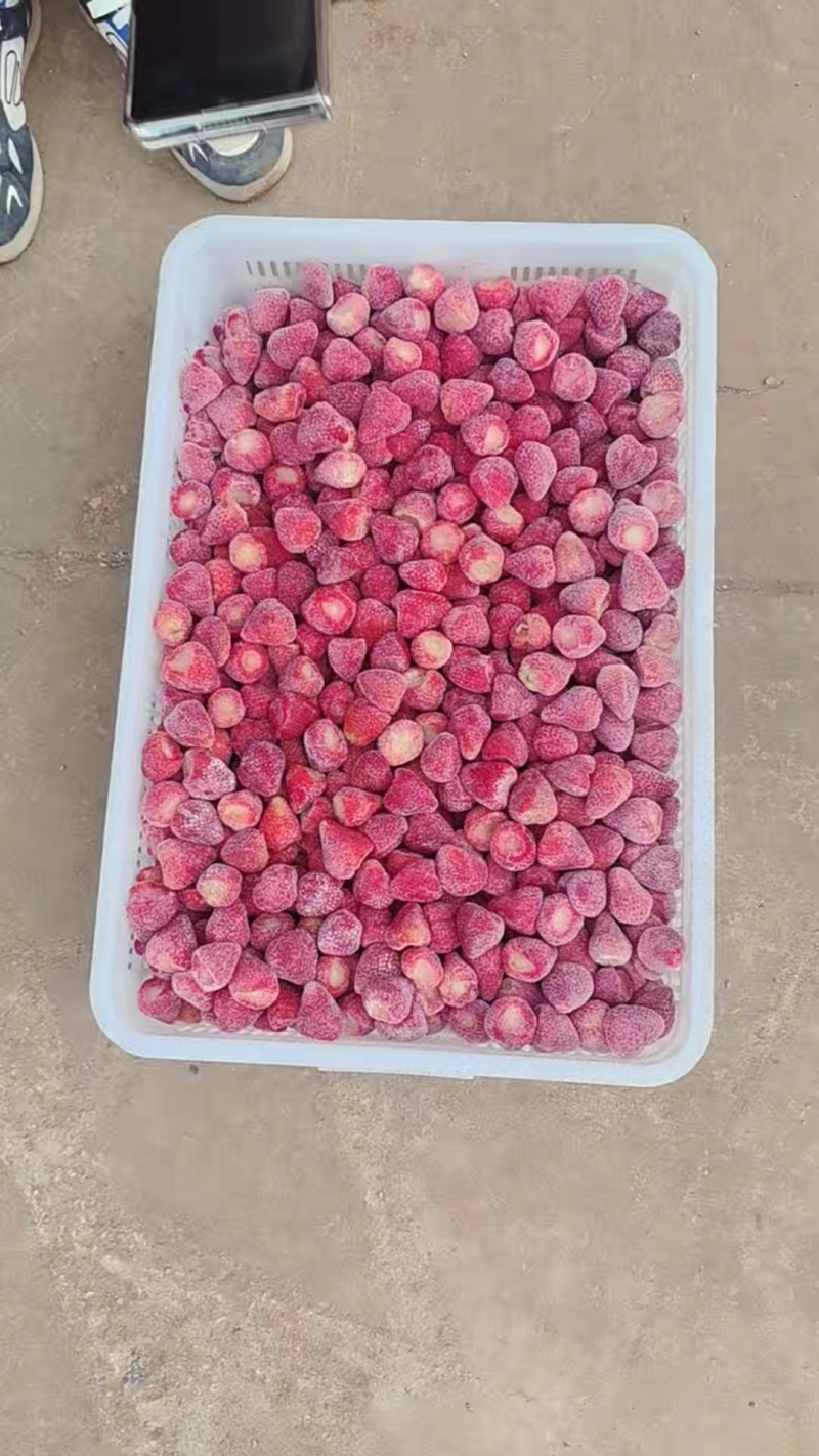 云南，昭通巧家马树，会泽，速冻草莓，鲜果草莓自产自销