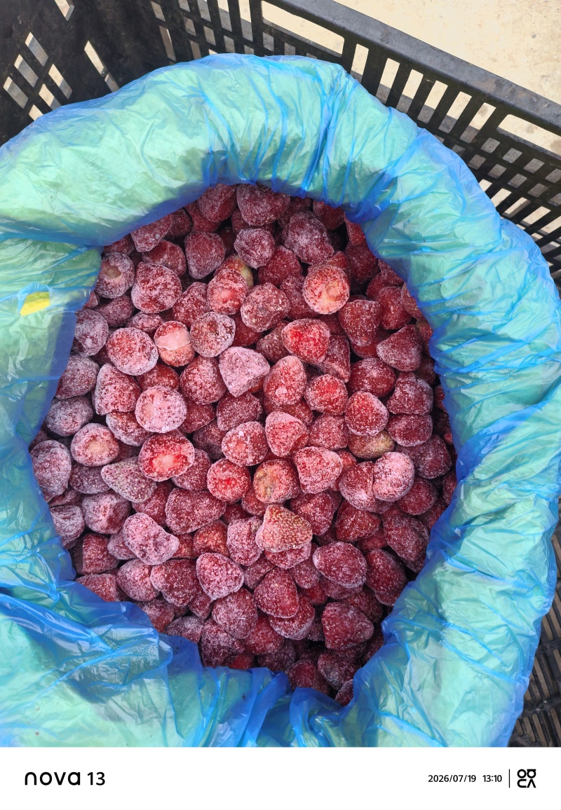 云南，昭通巧家马树，会泽，速冻草莓，鲜果草莓自产自销