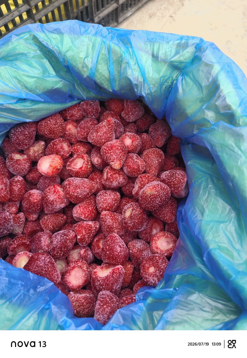 云南，昭通巧家马树，会泽，速冻草莓，鲜果草莓自产自销