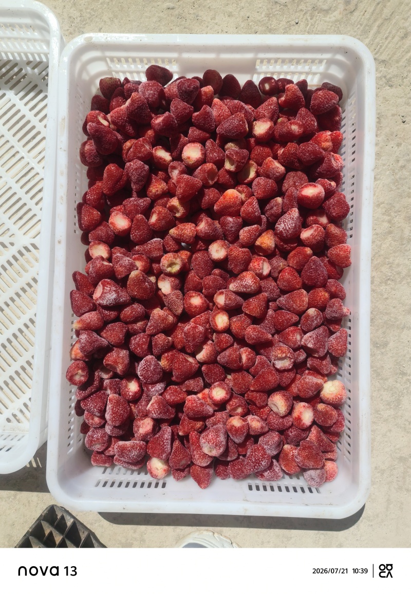云南，昭通巧家马树，会泽，速冻草莓，鲜果草莓自产自销
