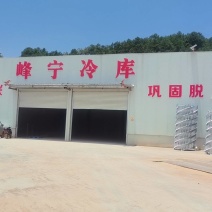 云南，昭通巧家马树，会泽，速冻草莓，鲜果草莓自产自销
