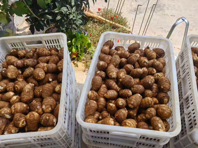 毛芋头8520/豆包/牛奶芋头【供市场/电商】常年供应