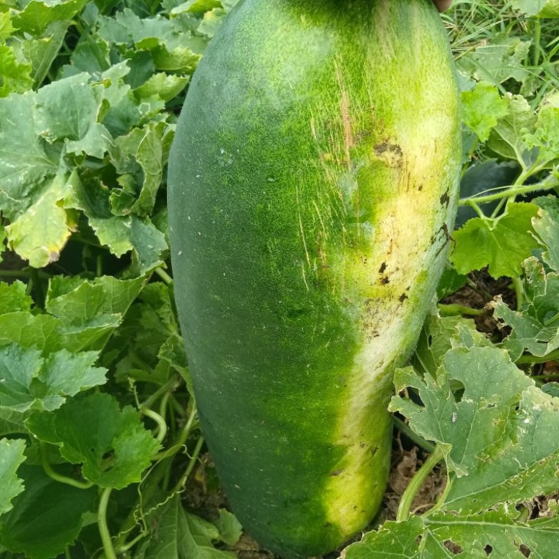 冬瓜