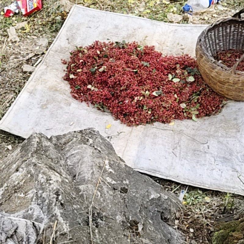 陇南市文县正宗花椒，大红袍。