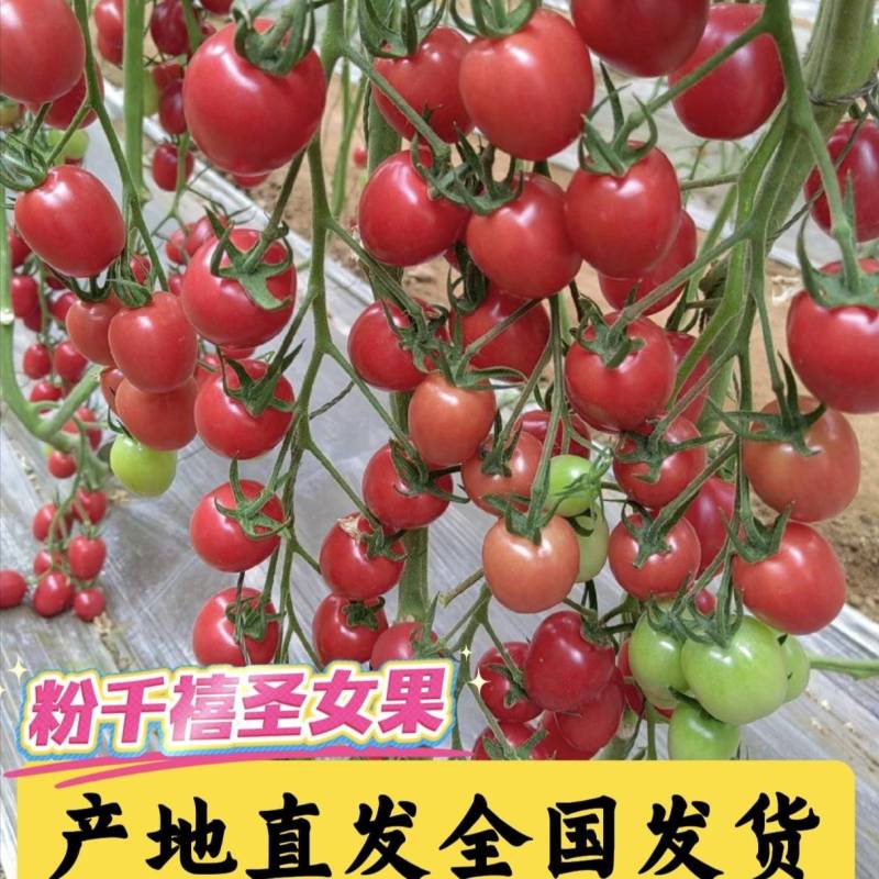 粉千禧圣女果【基地直发全国发货】清甜少酸皮薄爆汁