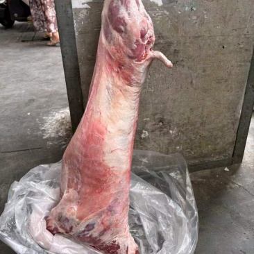 鲜冻羊，全国发货