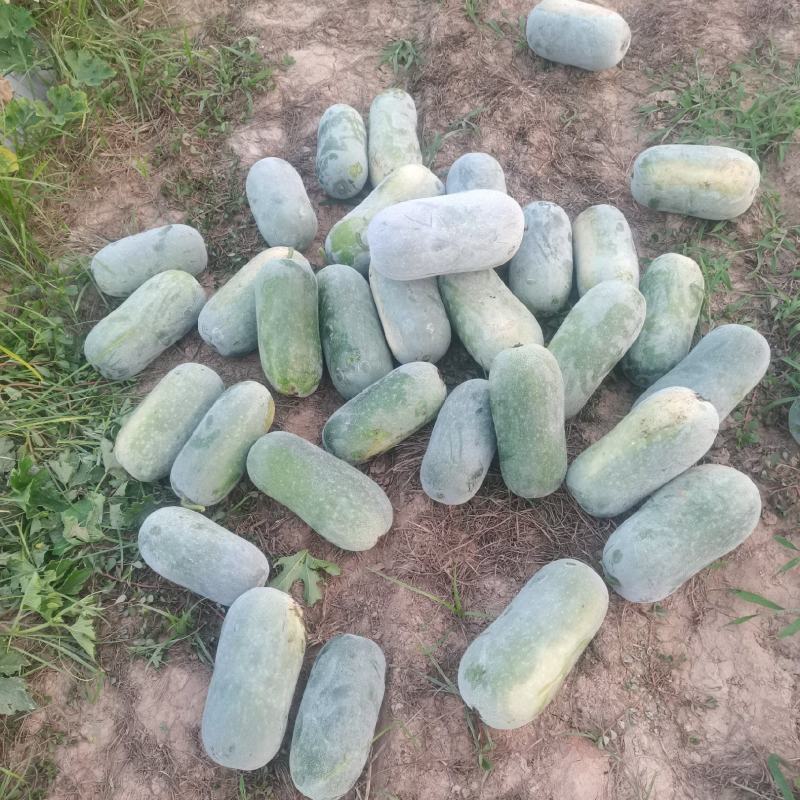精品水果冬瓜