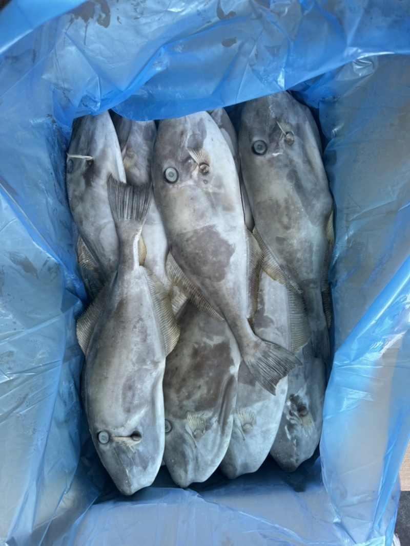 马面鱼500/700剥皮鱼耗儿鱼