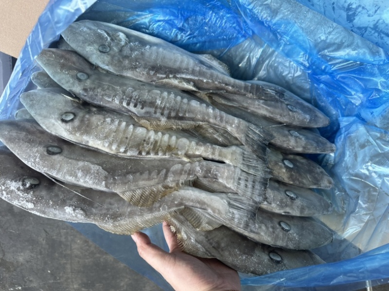 马面鱼500/700剥皮鱼耗儿鱼