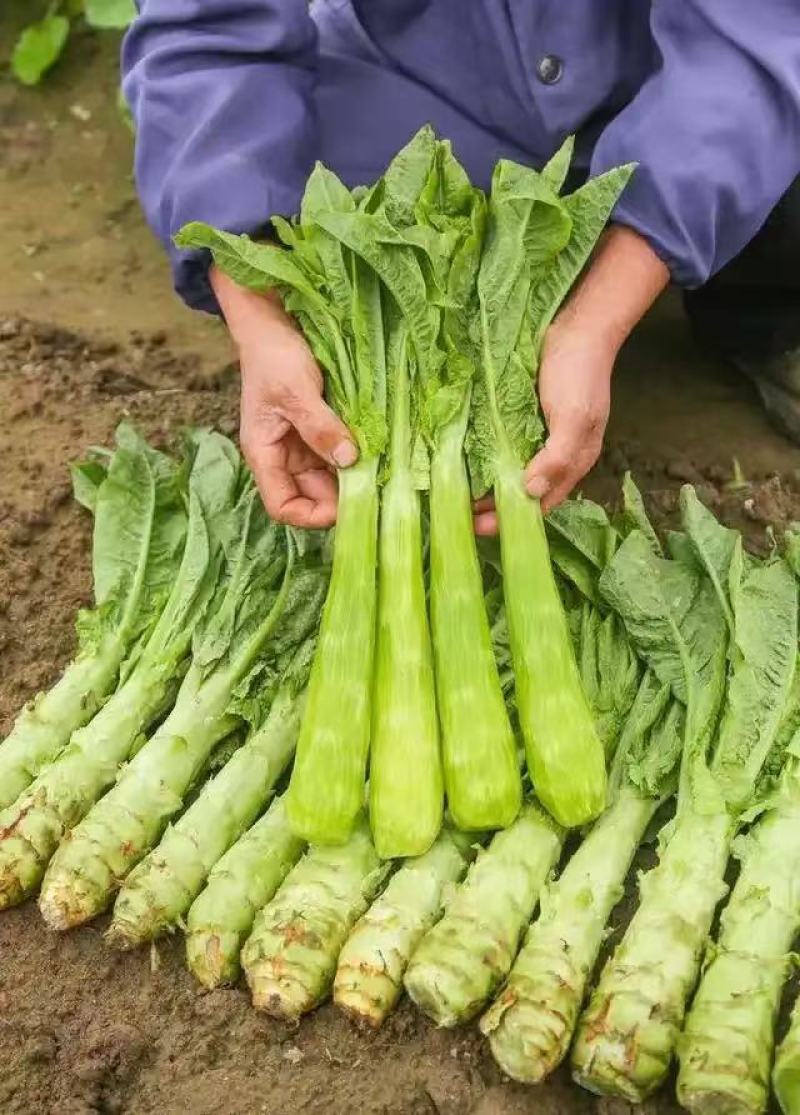 三青皮莴笋杆子货产地直发一手货源量大价优欢迎随时看货