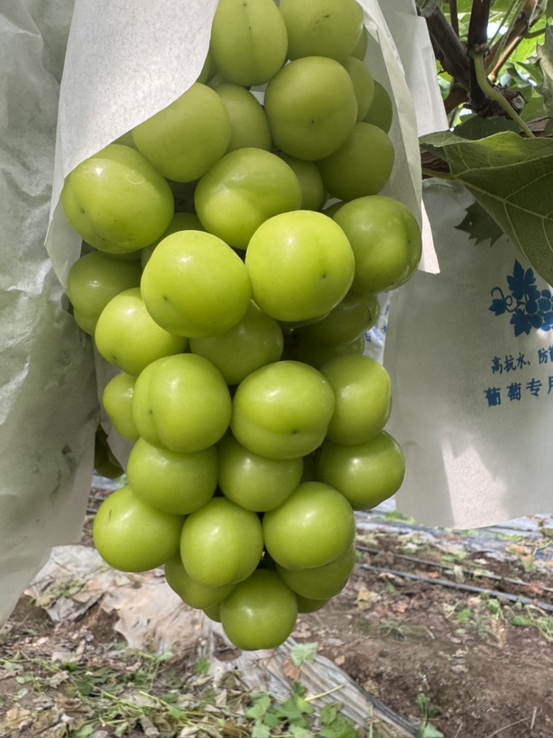 大棚促早阳光玫瑰对接商超