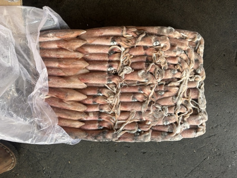 围网6号鱿鱼船冻鱿鱼东山小管