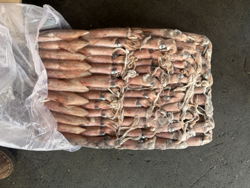 围网6号鱿鱼船冻鱿鱼东山小管