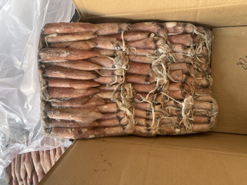 围网6号鱿鱼船冻鱿鱼东山小管