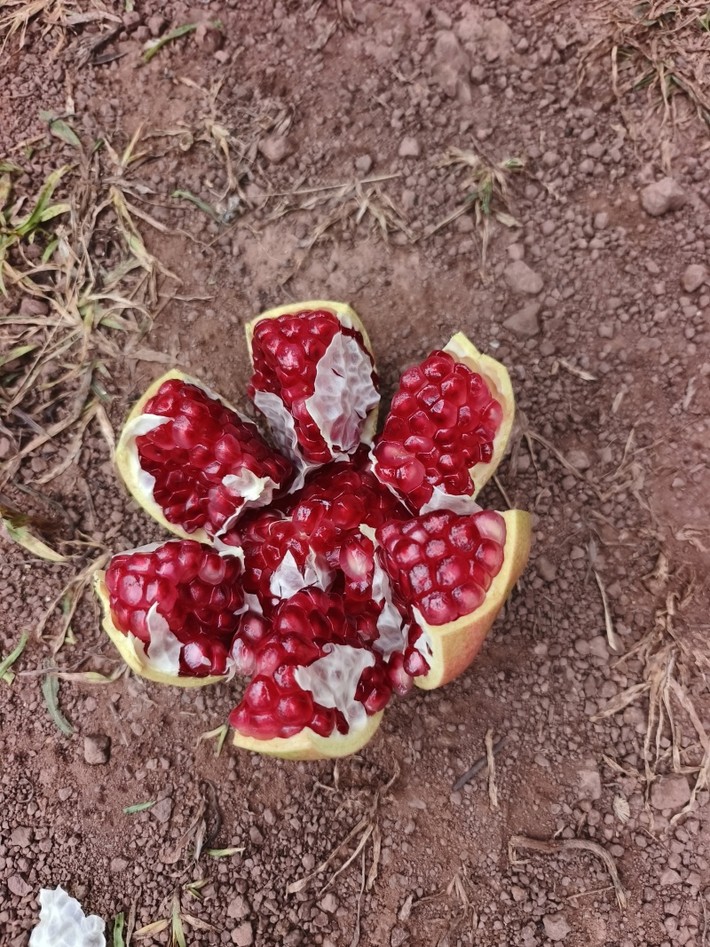新鲜采摘四川突尼斯软籽石榴会理石榴市场外贸出口全国发货