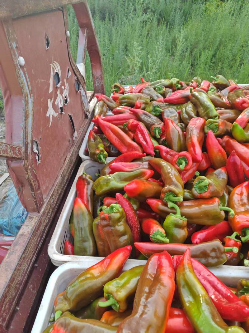张家口自家种植的泡椒品种优良现摘现发对接商超档口社区团购
